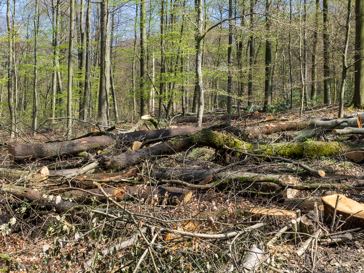 Naturschutzgebiet nach "Waldpflegemaßnahme"