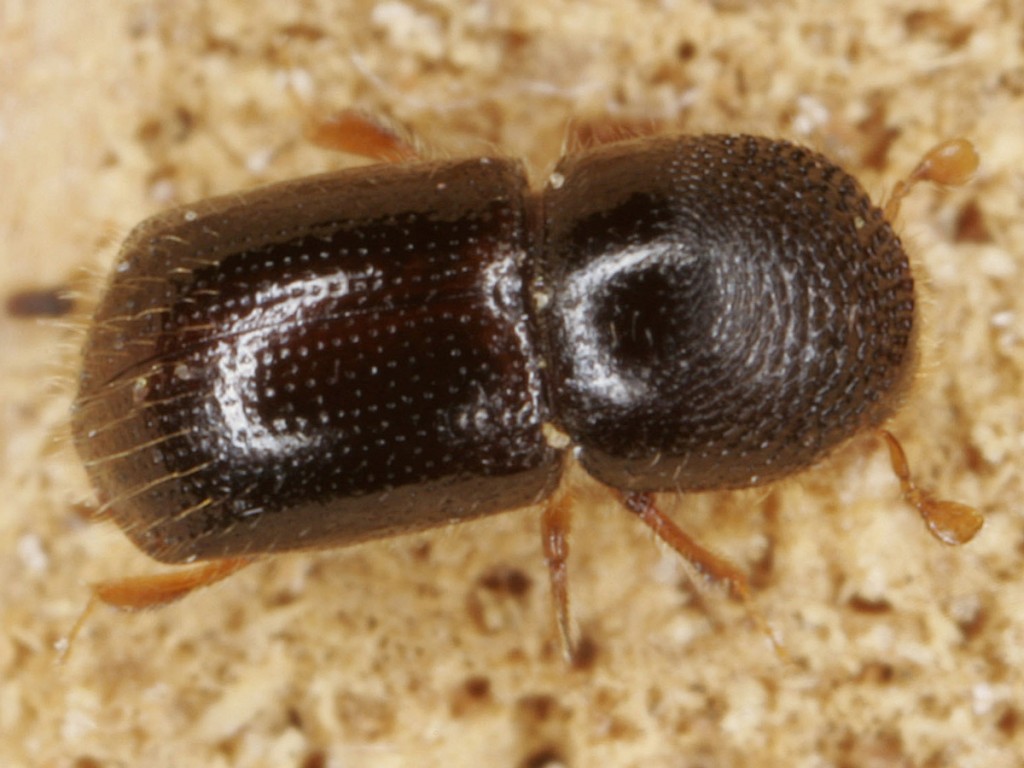 Xyleborus germanus