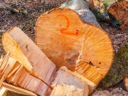 über 150 Jahre alte Buche im Köllnischen Wald