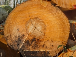 über 150 Jahre alte Buche im Köllnischen Wald
