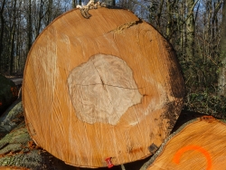 über 150 Jahre alte Buche im Köllnischen Wald