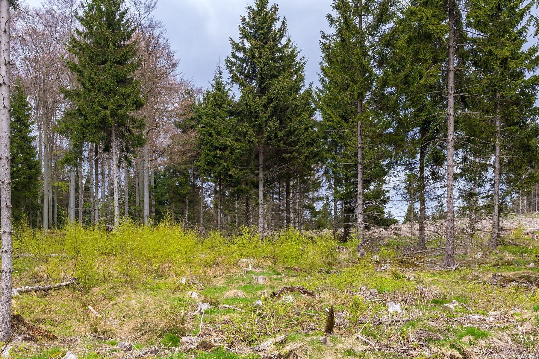 Birken_Vorwald_01