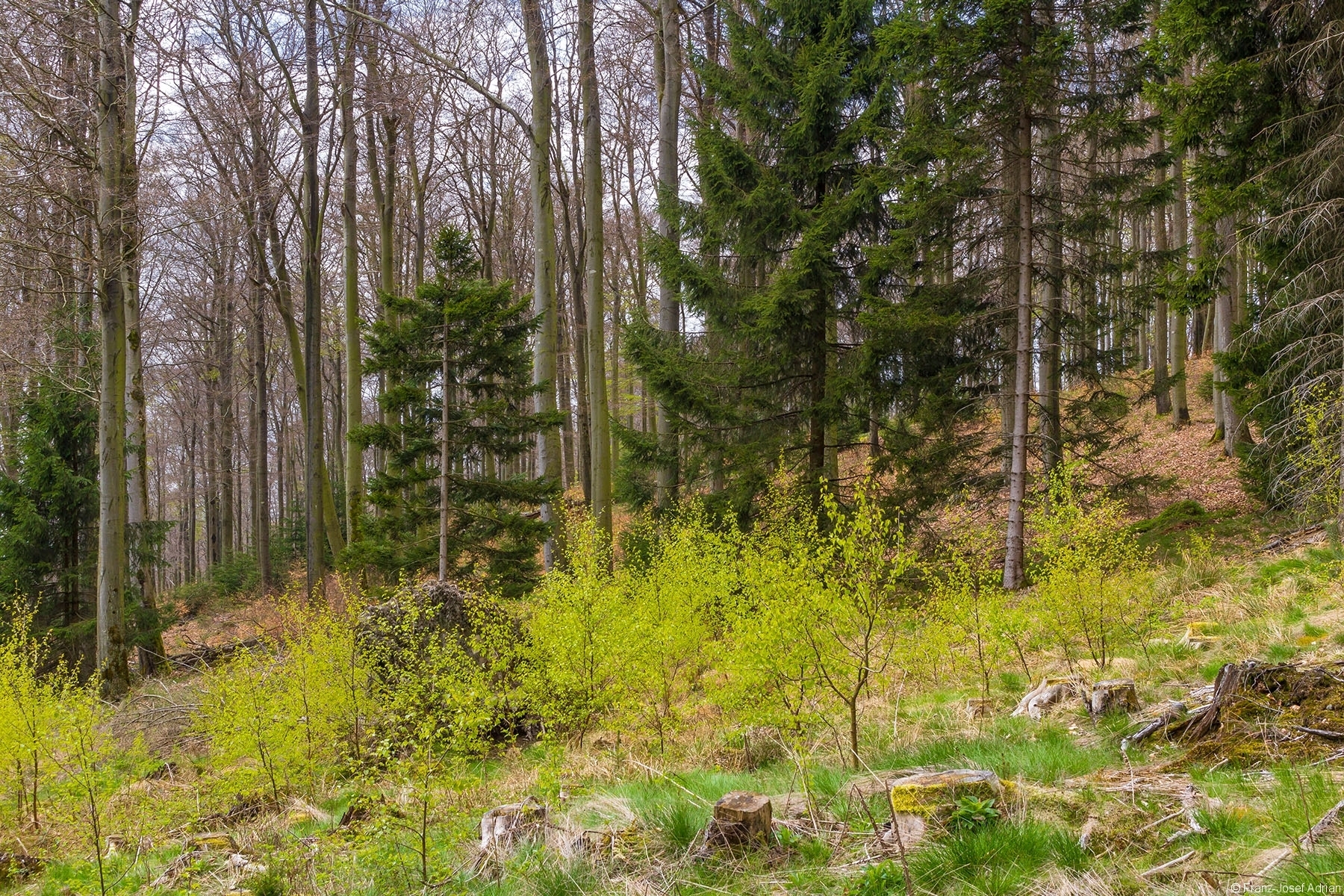 Birken_Vorwald_02
