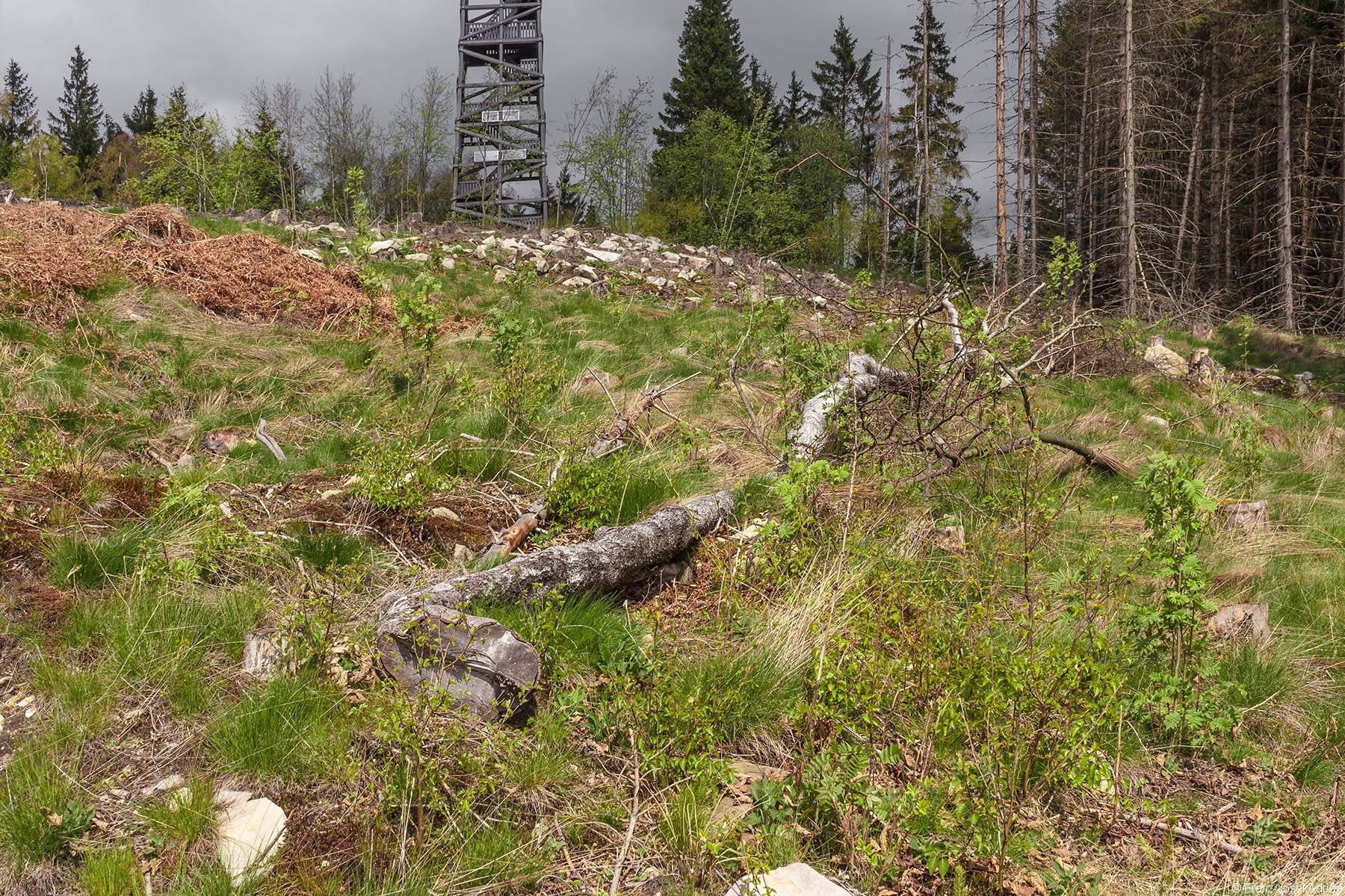 Birken_Vorwald_04