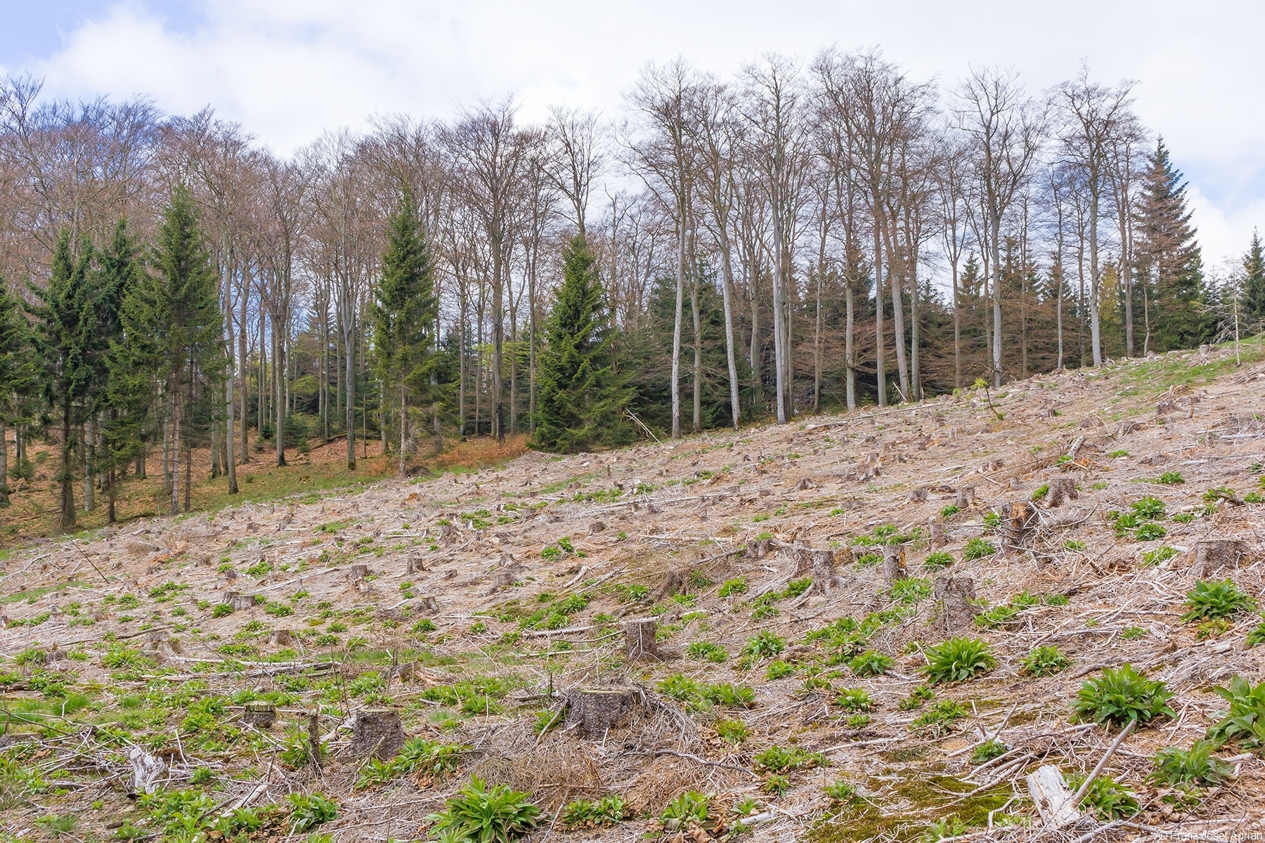 Buchenwald_Wuestegarten_02