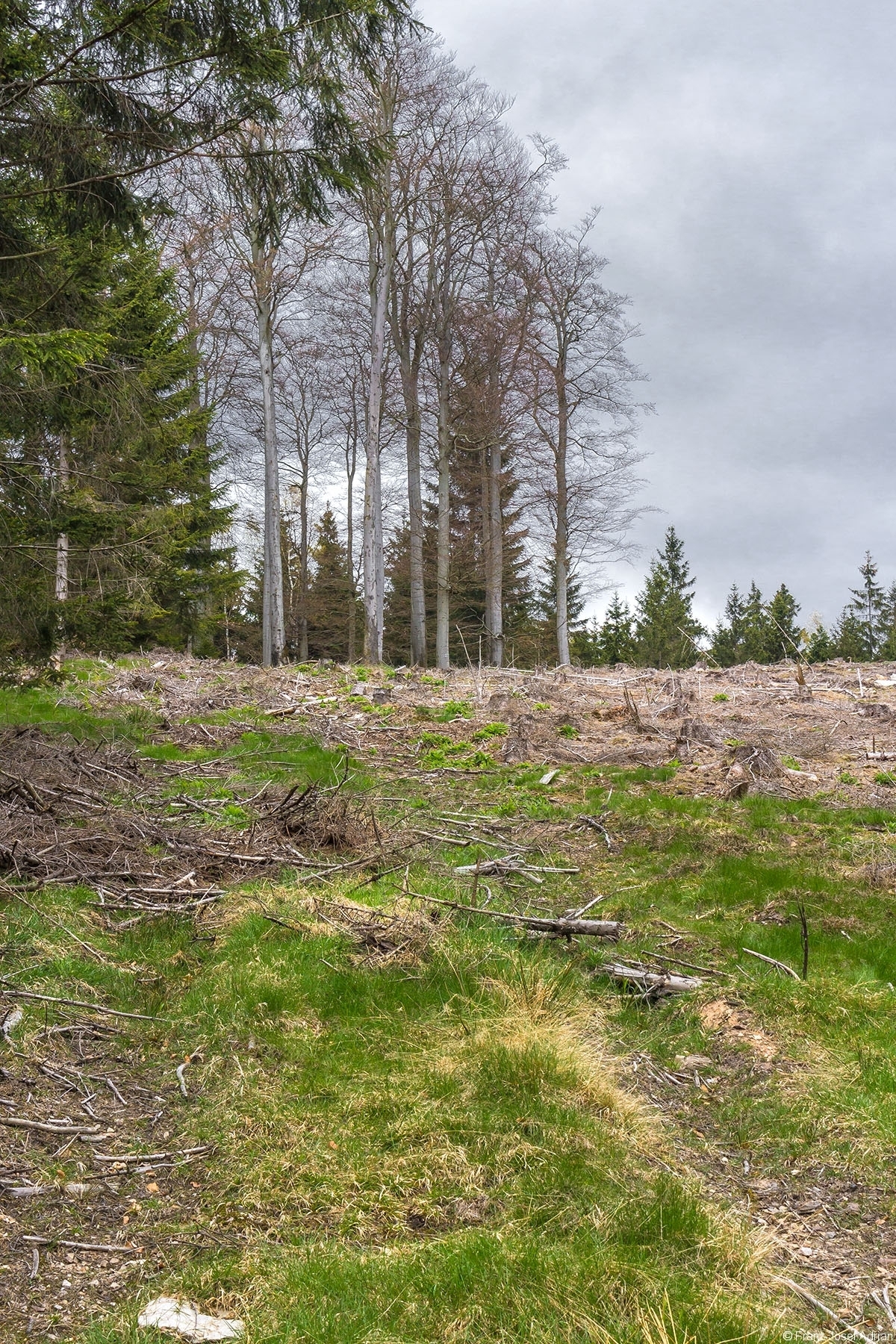 Buchenwald_Wuestegarten_03