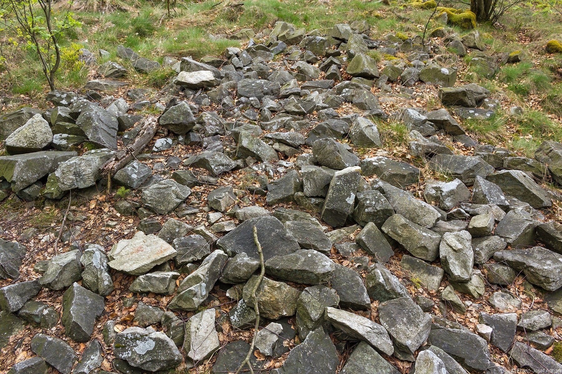Kahlschlag_Wuestegarten_13