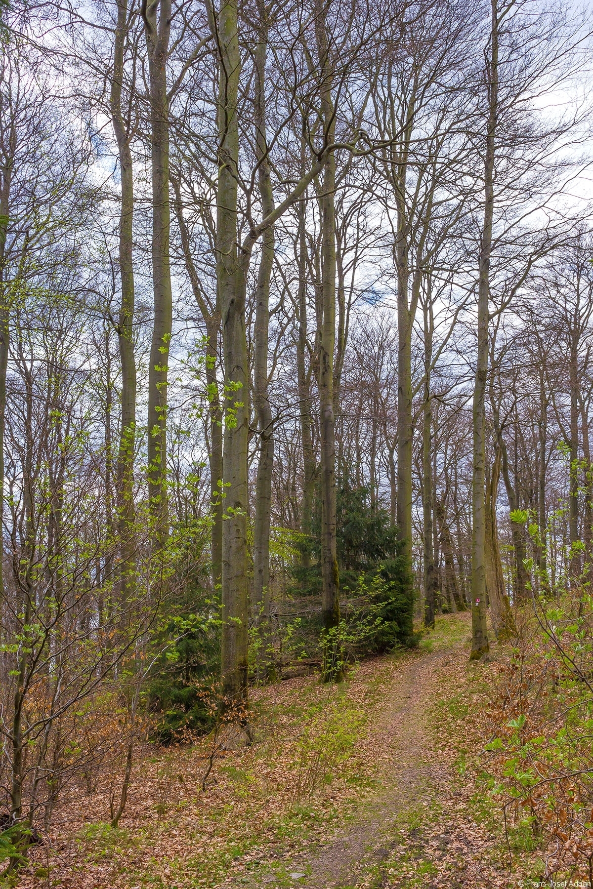 Kellerwaldsteig_Wuestegarten_01
