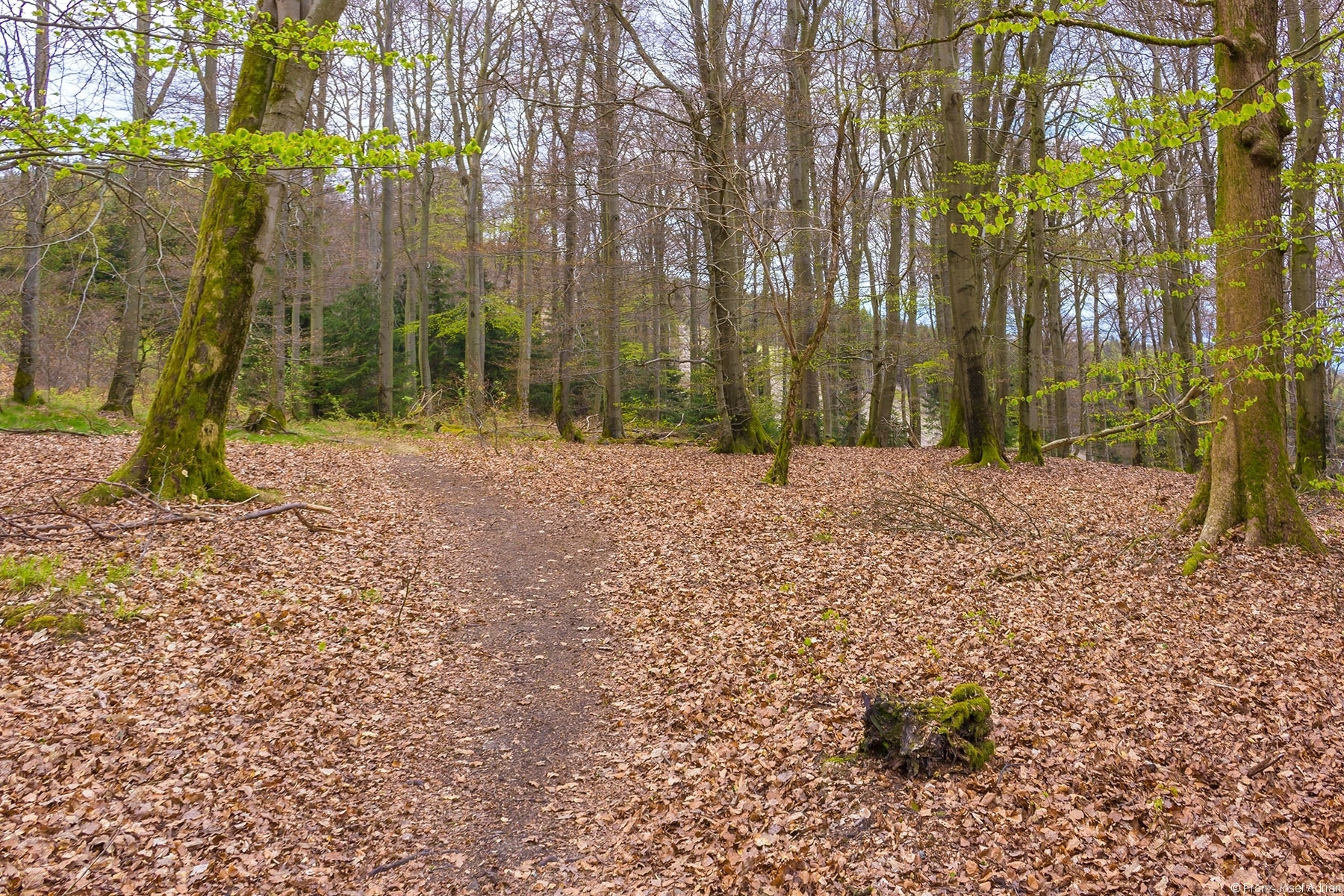 Kellerwaldsteig_Wuestegarten_02