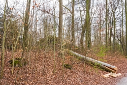 wenige dicke Bäume als Kulisse für dünne Bohnenstangen