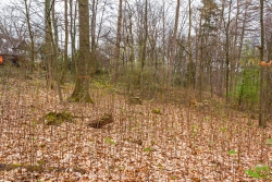 Naturverjüngung neben mit Ring markiertem "Z-Baum"