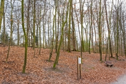 fast nur Bäume unter 20 cm Dicke