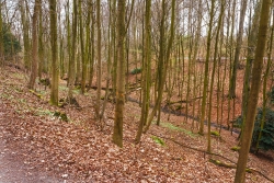 Holzacker mit Stubben alter Bäume