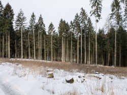 Kahlschlag ohne Wiederaufforstung