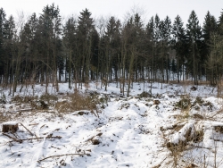 Rückegasse in einem Kahlschlag ohne Wiederaufforstung