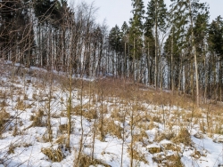 Birken als Pionierbäume auf Kahlschlag
