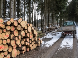 Fichtenkahlschlag am Amelungsberg