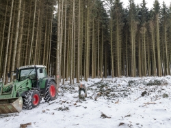 Kahlschlag im Fichtenforst