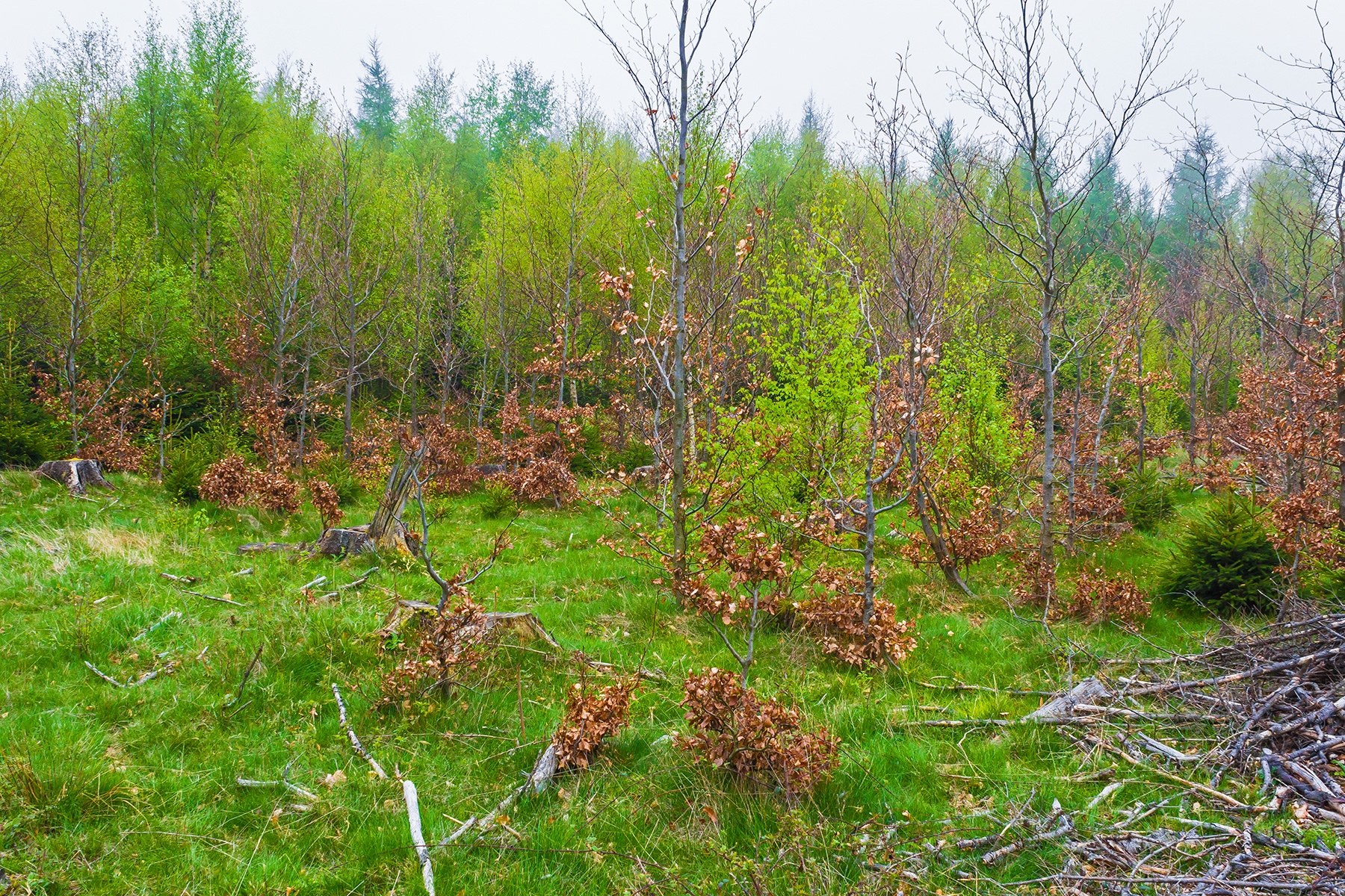 künstlicher Buchenforst mit Wildverbiss am Frankenberg