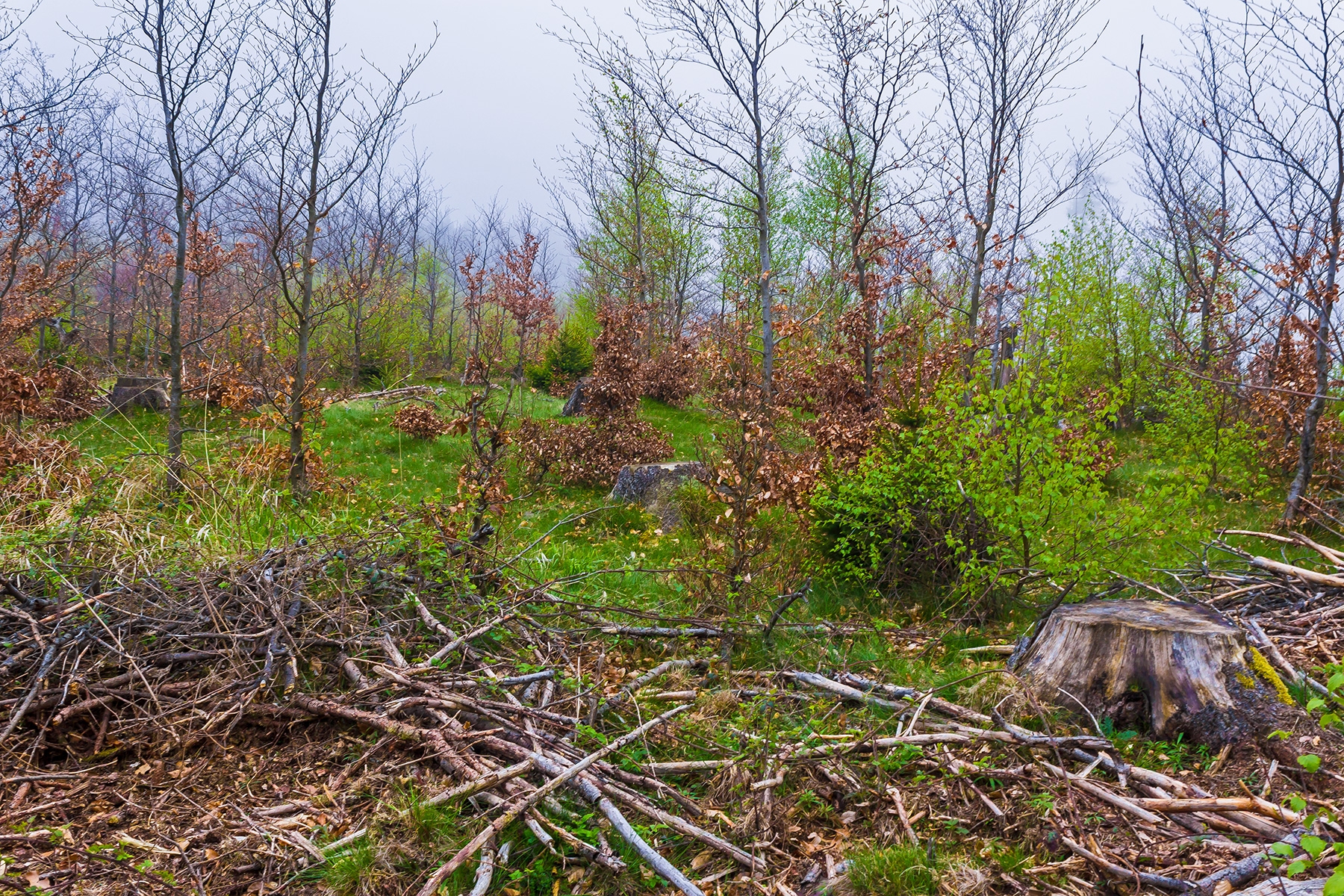 künstlicher Buchenforst mit Wildverbiss am Frankenberg