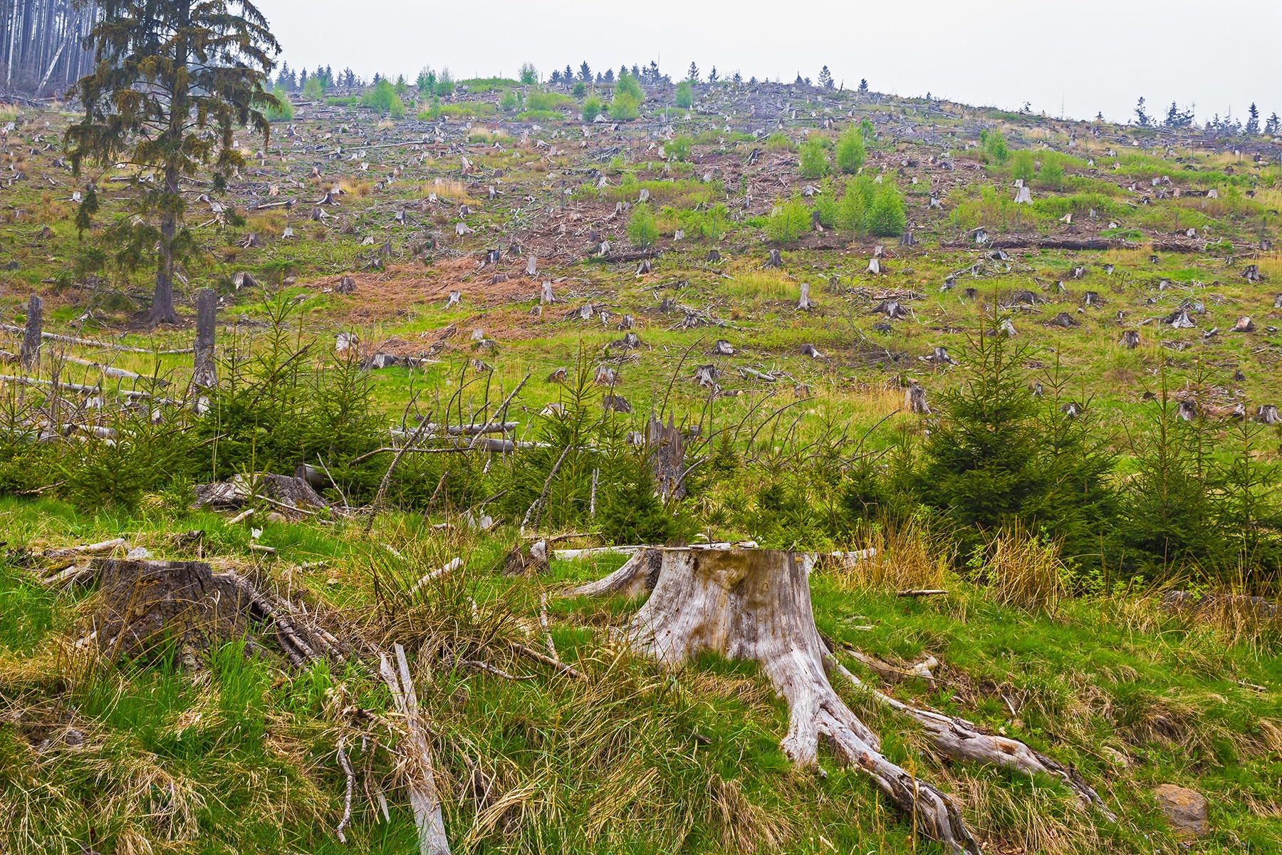 Kahlschlag im Kleinen Sandtal