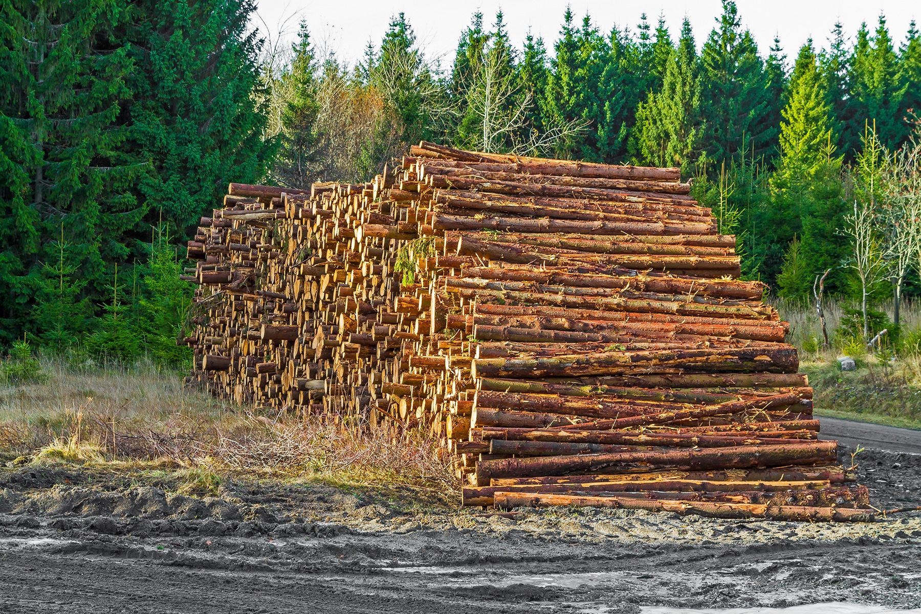 Holzpolter an der Rangerstation Scharfenstein