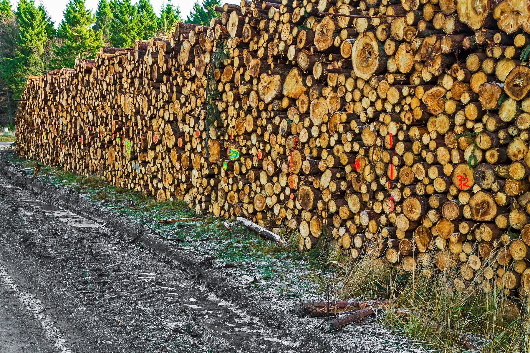 Holzpolter an der Rangerstation Scharfenstein