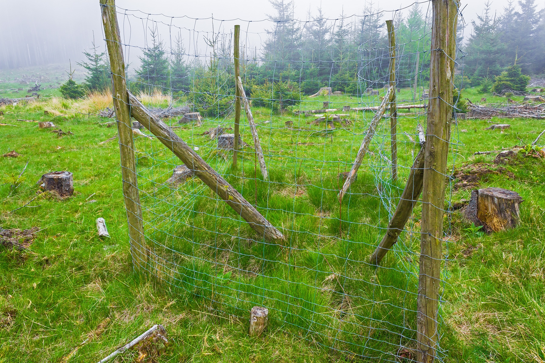 Laubbäume hinter Wildschutzzaun nahe Ernstburg