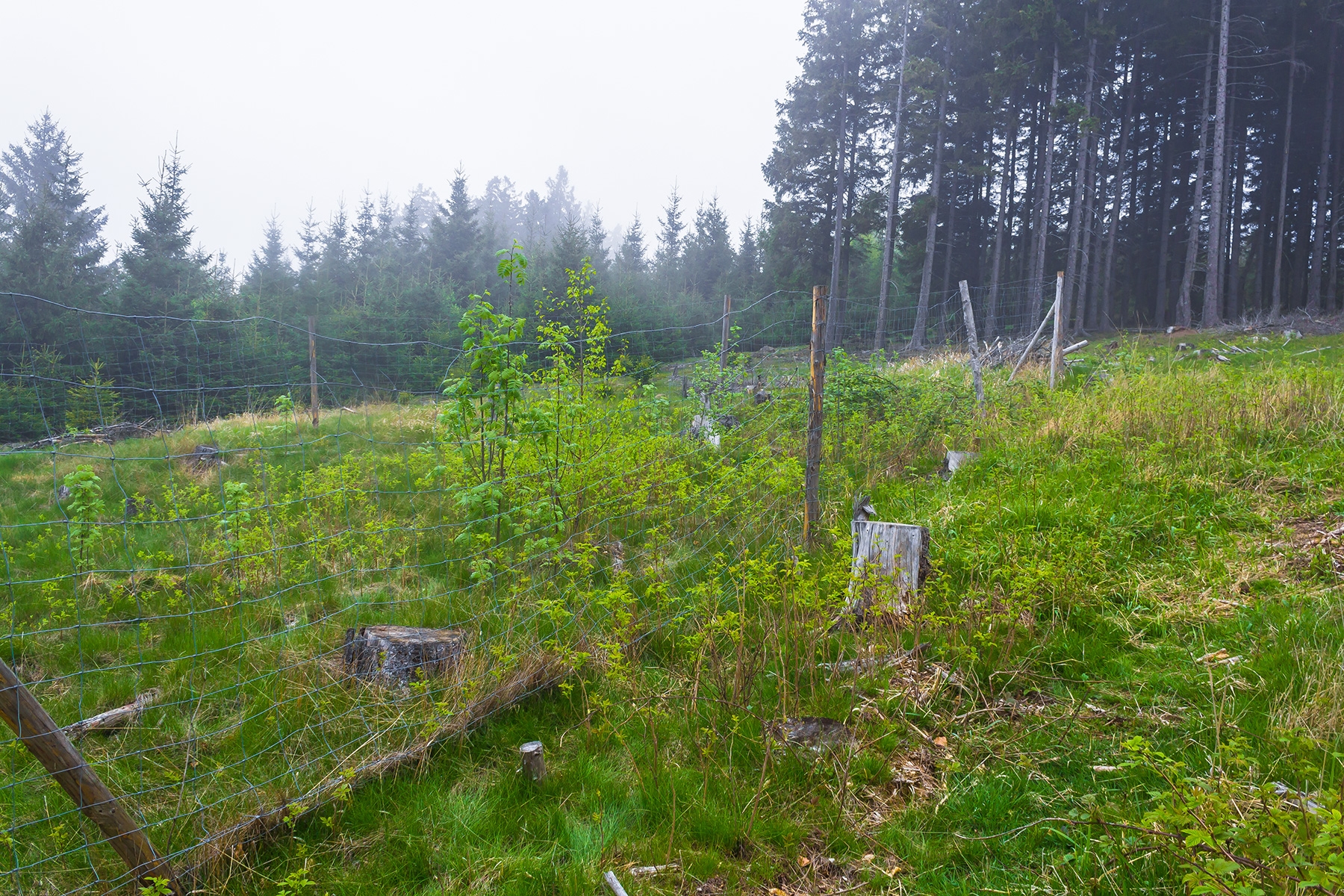 Laubbäume hinter Wildschutzzaun nahe Ernstburg