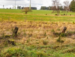 hübsch regelmäßig angepflanzte Erlen im Hintergrund
