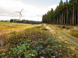50-75 m breiter Kahlschlag links, 10 m Kahlschlag rechts vom Weg