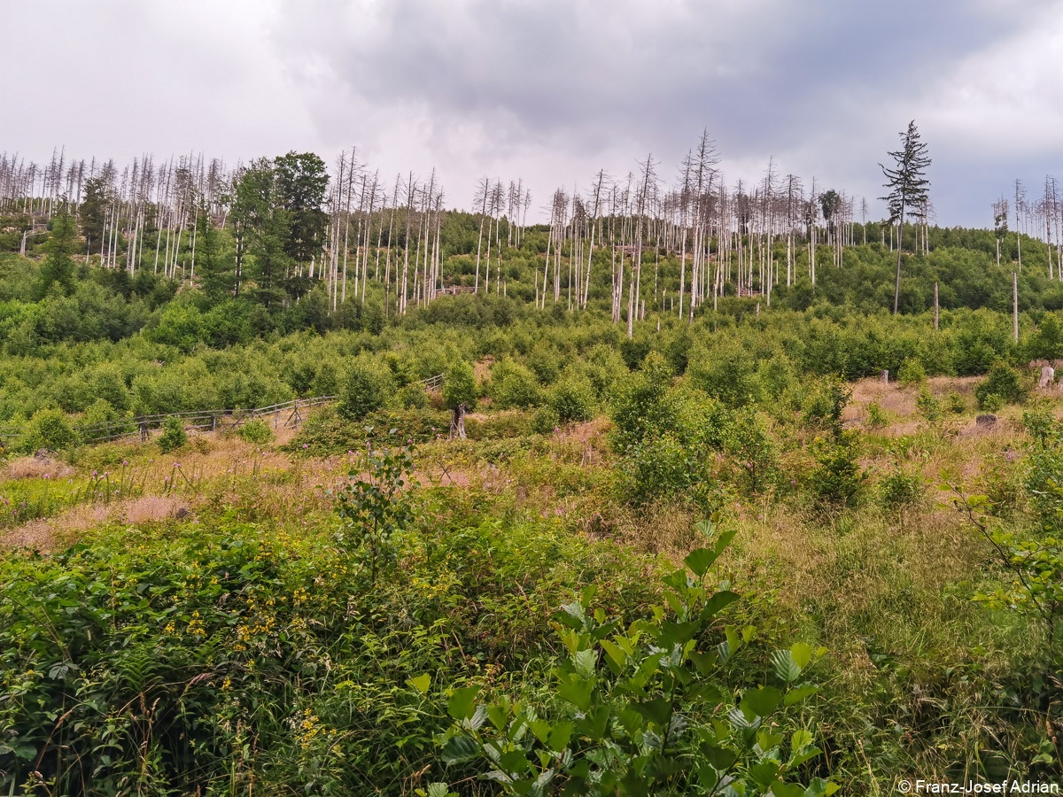 Plessenburg_Birkenwald-1