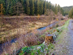 Ufer mit typischer Kahlschlagsflora