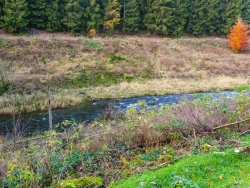 fehlende natürliche Verjüngung wegen Schalenwildverbiss
