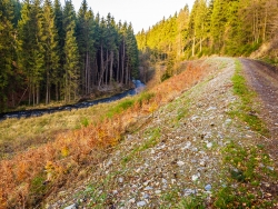 degradierter Boden am Forstweg