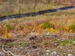 künstlich angepflanzte Buchen auf degradiertem Boden