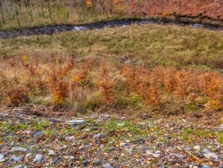 in Reih und Glied gepflanzte Buchensetzlinge
