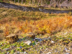 Buchensetzlinge inmitten hoher Gräser