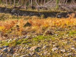 humuslose Gesteinswüsten - im Hintergrund natürliche "Entfichtungen" durch Windwurf