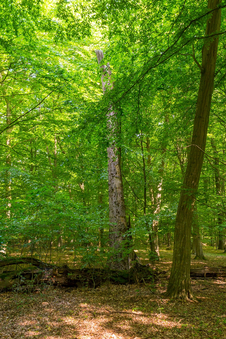 Kronenabbruch_01