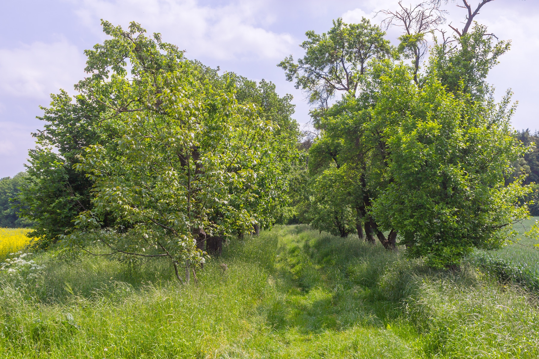 Obstbaumallee