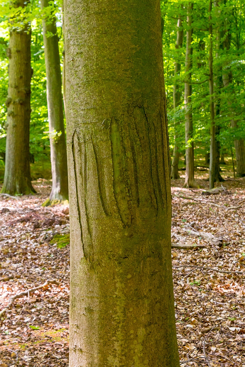 Reisserhaken