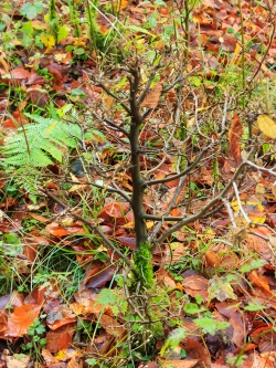 mehrfach verbissener Leittrieb
