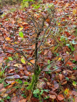 mehrfach verbissener Leittrieb