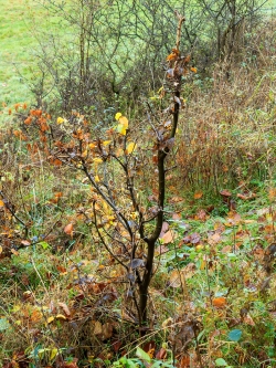 Leittrieb ganz oben abgestorben