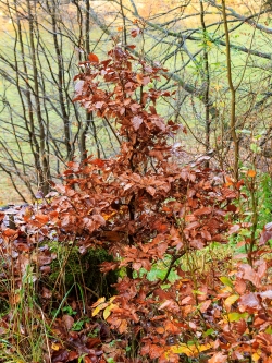 verkrüppelte Jungbuche