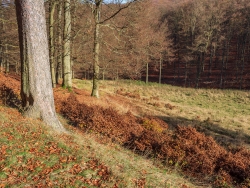total verbissene Jungbuchen am Waldrand