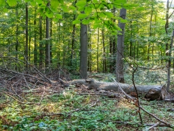 Kronenholz im Wirtschaftswald