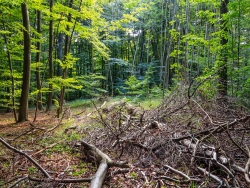 im Wald belassenes Kronenholz