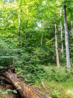Naturverjüngung auf Schlag